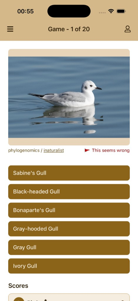 Birdr photo quiz: a gull on water and six species to choose from