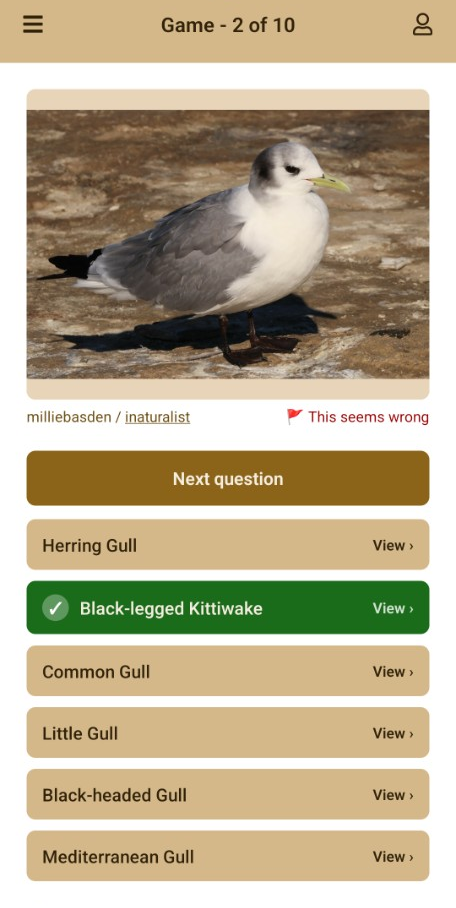 Birdr quiz: identify a bird from a photo, with Black-legged Kittiwake marked as the correct answer
