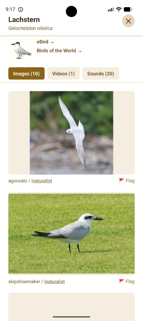 Species page: Gull-billed Tern with photos, videos and sounds to review after an answer