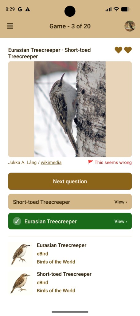 Pair practice quiz: Eurasian Treecreeper versus Short-toed Treecreeper, with the correct species marked